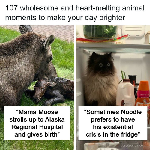 cute cuddly animals pics.jpg