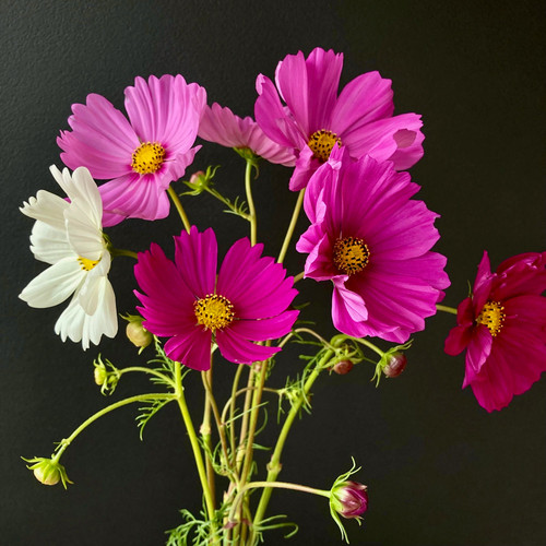 52 Cosmos Sensation Blend 5 jpg.jpg