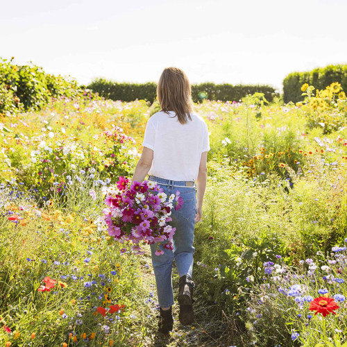 16 cosmos organic sensation mix mac 3 jpg.jpg