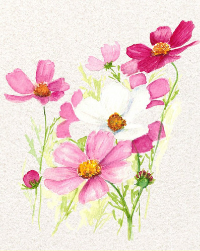 53 Cosmos Sensations PAPER BACKGROUND JPG jpg.jpg