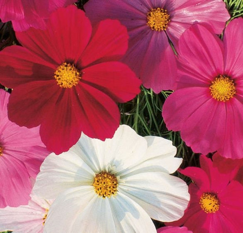 40 il fullxfull 3808979638 81de jpg.jpg