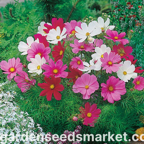 41 026594 13012864m jpg.jpg