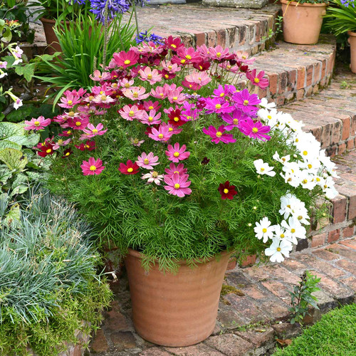 41 cosmos dwarf early sensation mix shk 1 jpg.jpg