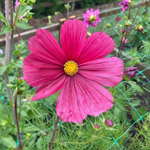 55 cosmos 800x800 jpg.jpg