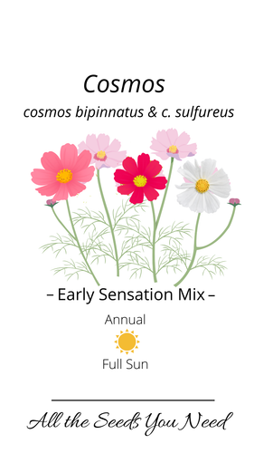 45 Packaging2022 Early Sensation Mix Cosmos.png