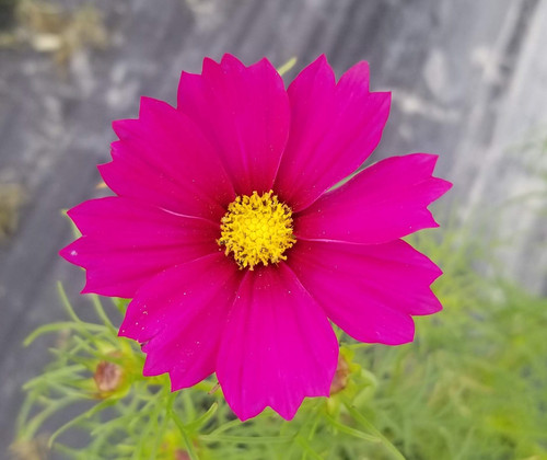 44 Sensation Mix Cosmos10 jpg.jpg