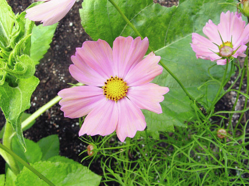 42 web1 cosmos apricotta dam aug 21 2022 jpg.jpg