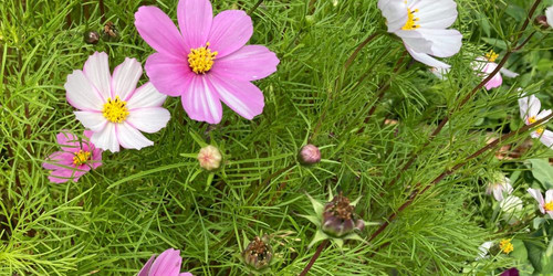 46 cosmos mix 1 1000x500 jpg.jpg