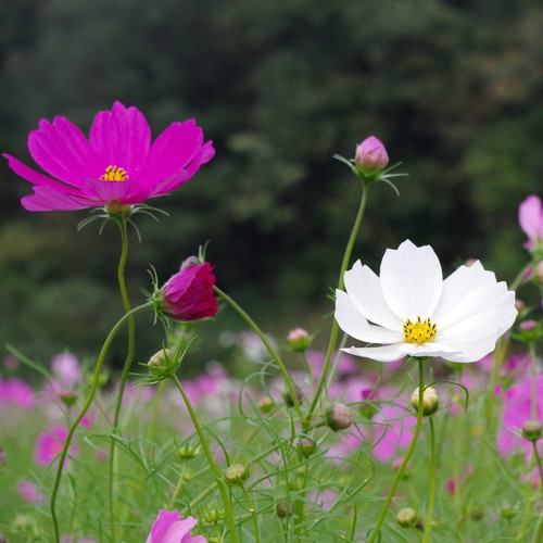 46 flower cosmos sensationmix 3 pixabay jpg.jpg