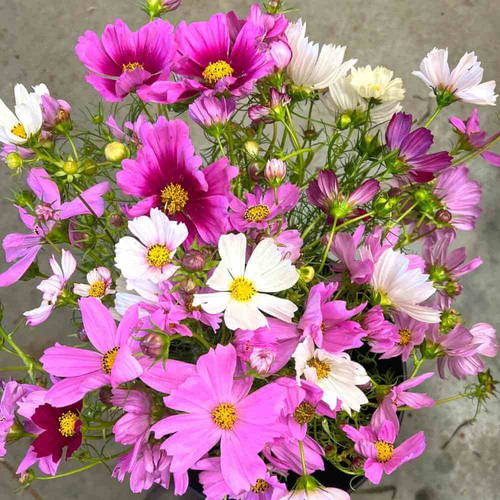 57 FCS17 Cosmos Sensation Mix 1000px 72dpi jpg.jpg