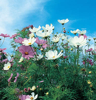 58 sensationmix 3319 jpg.jpg