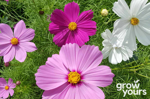 57 Cosmos Sensation Mixed flowering jpg.jpg