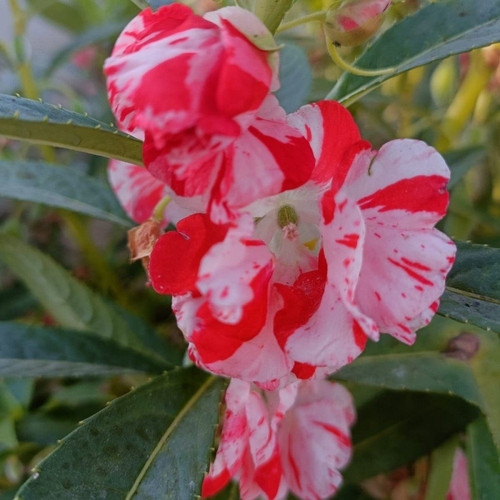 csrorganics terrace gardenin g f.jpg