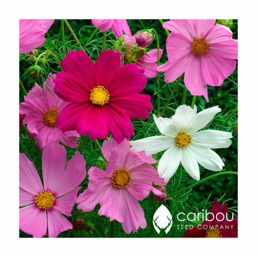 49 cosmossensation 1024x1024.png