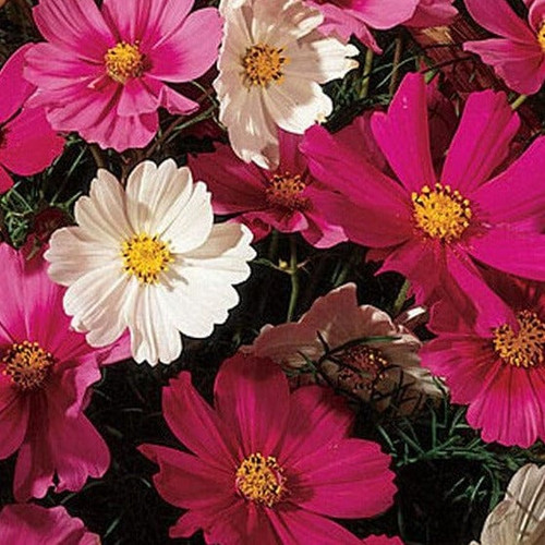 50 cosmos sensation mixed burpee seeds 14457796624447 jpg.jpg