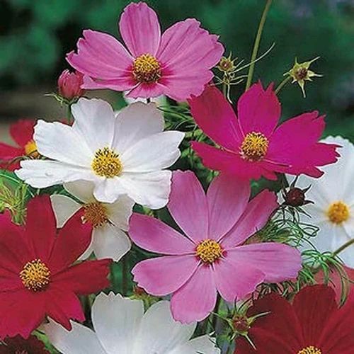 60 cosmos 1 500x500 jpg.jpg