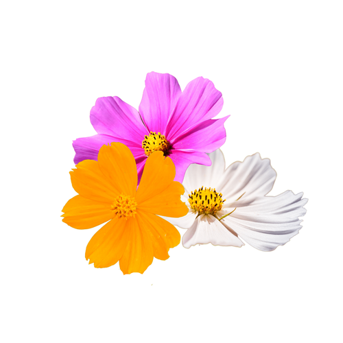 64 cosmos sensation mix seeds 102270.png