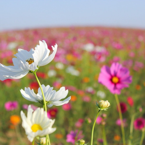 62 flower cosmos sensationmix 7 pixabay jpg.jpg