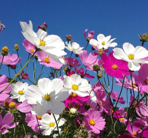 62 6fef6775b5ab202c0a546b41c4259201 jpg.jpg