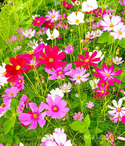 63 MF12714 945 TL WM e6029590 3c54 4754 944f 41f6a846d945 jpg.jpg