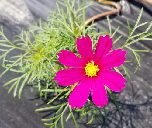 63 Sensation Mix Cosmos6 jpg.jpg