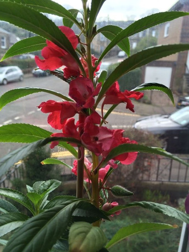 Free Plant Identification.jpg