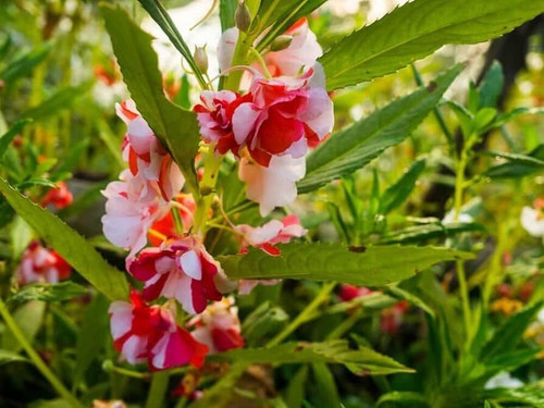 15 balsam flower seeds ibains or.jpg
