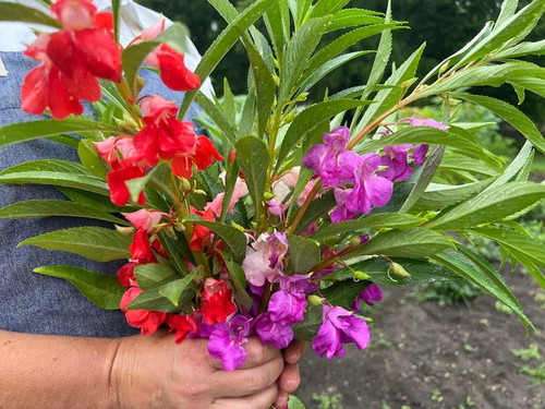 Balsam How to Grow Impatiens Balsamina Flowers from Seed.jpg