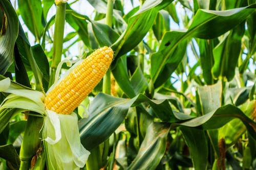 Corn cob with green leaves growth in agriculture field outdoor.jpg