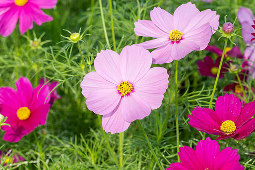 Colorful Zinnia flowers in the garden.jpg