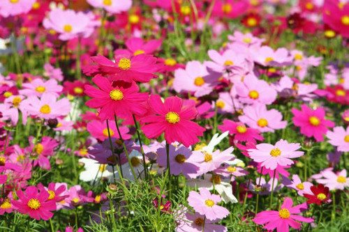 Colorful flowers blooming  background, Mexican Aster flower at Chiang Mai Flower Festival,Held in Fe.jpg