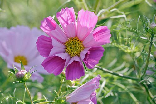 Selective focus on foreground..jpg