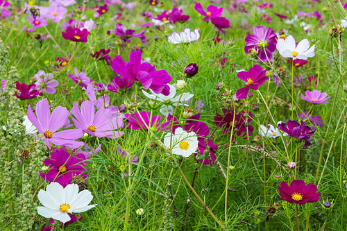 White and purple Cosmea (Astaraceae) flowers..jpg