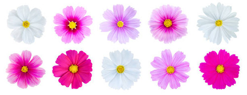 Collection of beautiful sweet cosmos flower set isolated on white background.jpg
