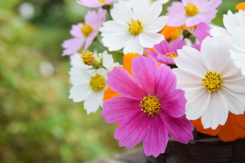 cosmos flowers in arrangement.jpg