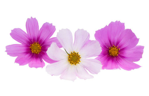 cosmea flower isolated on white background.jpg