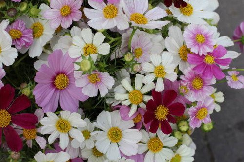 White and purple daisies.jpg