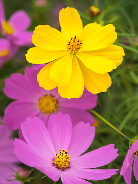 Beautiful cosmos..jpg