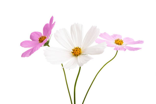 cosme flower isolated on white background.jpg