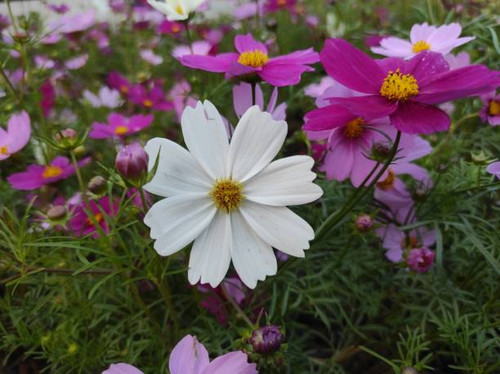 Cosmos bipinnatus, commonly called garden cosmos or Mexican aster, is a medium-sized flowering herba.jpg