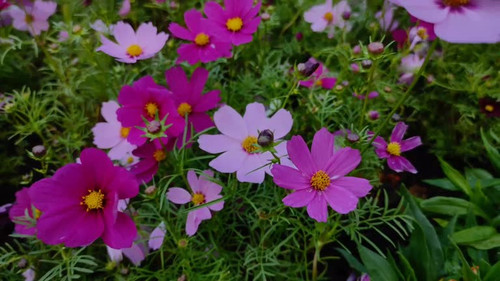 Cosmos bipinnatus, commonly called garden cosmos or Mexican aster.jpg