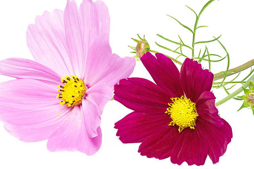 Cosmos bipinnatus flower on white background.jpg