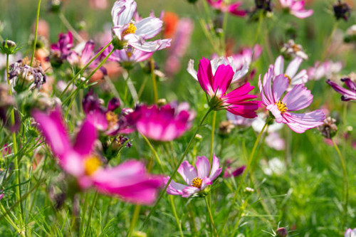 Fantastic summer Cosmos bipinnatus pink flowers in park Of London.jpg