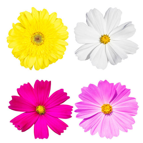 Cosmos and Gerbera flower isolated white background..jpg