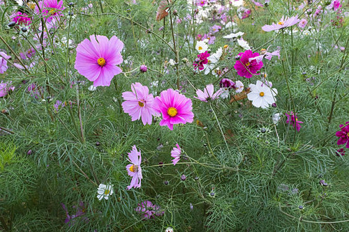 Colorful garden cosmos flowers in full bloom with pink, magenta, and white petals amid lush green fe.jpg