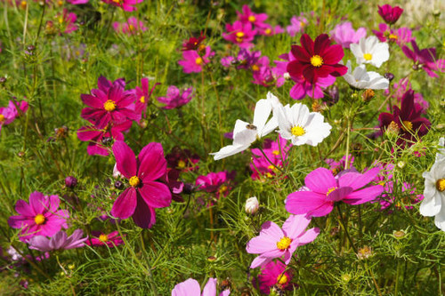 Cosmos bipinnatus or mexican asterpink flowers on field.jpg