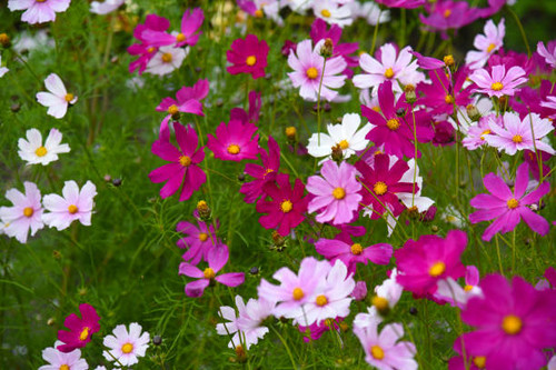 Cosmos bipinnatus. Light pink and white flowers on a green background..jpg