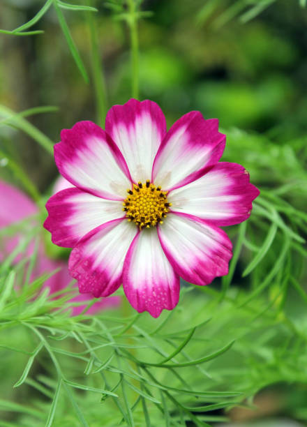 Pink and white cosmos flower on a plant in a garden.jpg
