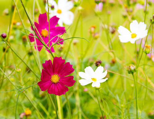 Cosmos flowers at beautifu.jpg