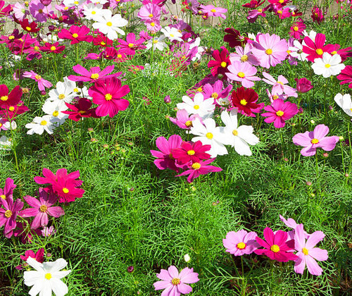 Cosmos sulphureus Cav vibrant colors blooming in the park..jpg